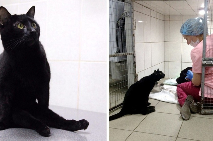 病院で一命を取り留め、足に障がいを抱える黒猫。病院にいる動物たちの不安を取り除くため、日々奮闘する。