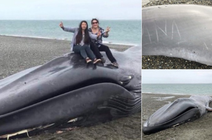 死んだクジラの「愛してるよ」の落書きをし、さらに亡骸にまたがりVサインで記念撮影した旅行客に批難殺到。
