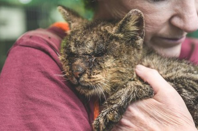 皮膚病でボロボロの猫。目も開けられないほど腫れていた状態から、健康を取り戻し永遠の家族を手に入れる。
