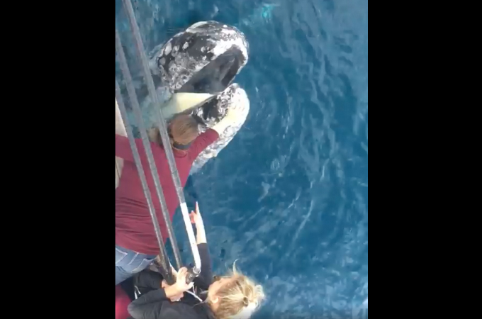 ホエールウォッチングで寄ってきたクジラに触ったツアー客。ツアー会社とツアー客、両方に罰金刑の可能性も。