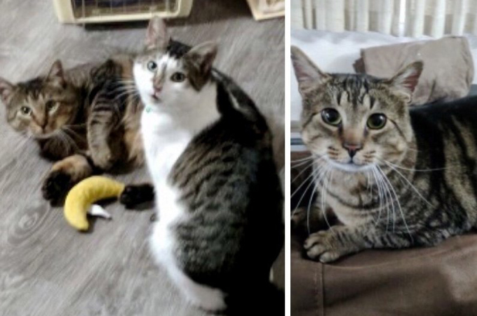 FIV陽性と診断された猫を引き取った家族。しばらくして再び家族は保護施設を訪れる。その理由とは。