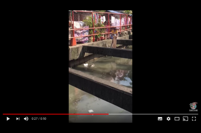 溺れている猫に気づき機転を利かせて板を使い猫を救出した女性。その様子がこちら。