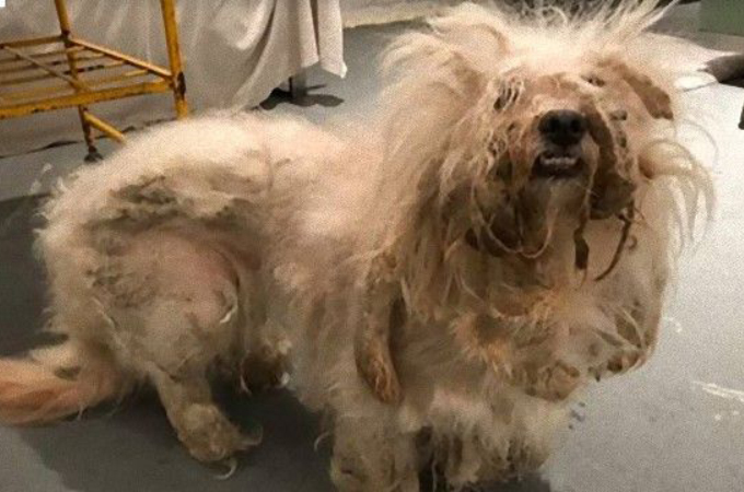 飼育放棄され、毛は伸びきり糞尿に覆われ炎症していた犬。その後見せた姿と、今の生活とは。