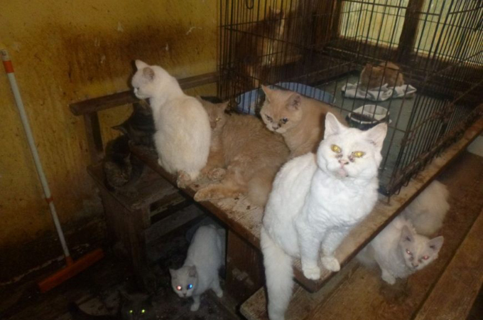 アパートの一室で73匹の猫を飼育放棄した老夫婦。その中には深刻な病を患い安楽死をせざるを得ない猫も。