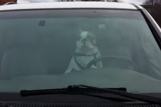 車内にひとりにしないで！車に残された1匹の犬が懸命に飼い主に訴える。