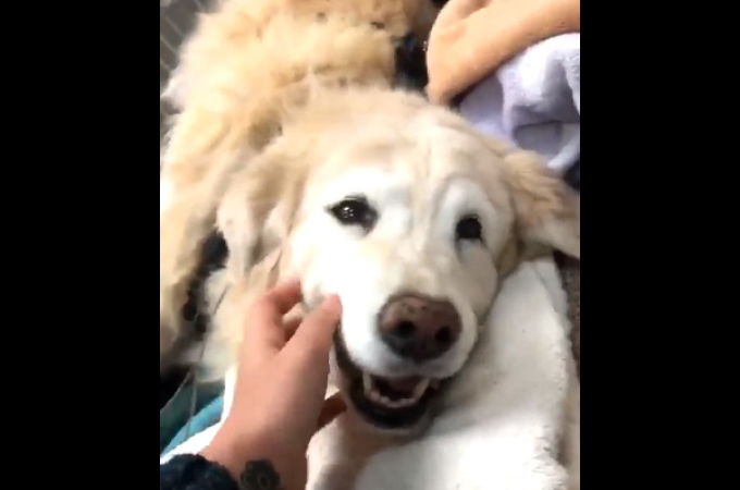心臓発作から回復した犬。家族との再会しに嬉しさをにじませる。