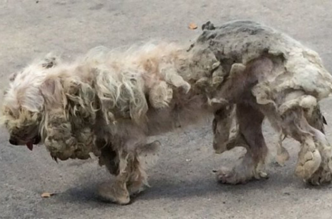 毛玉・ノミ・ダニに覆われていた捨て犬。発見した夫婦によって本来の姿を取り戻し、その後。