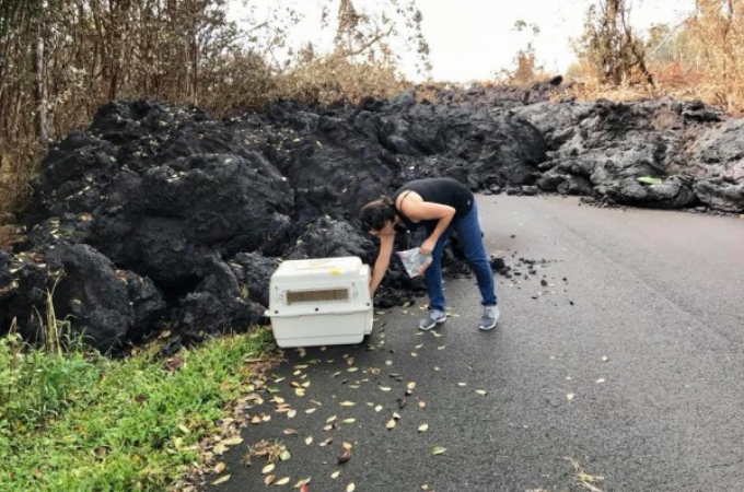 ハワイの噴火による溶岩から危機的に救出された犬。