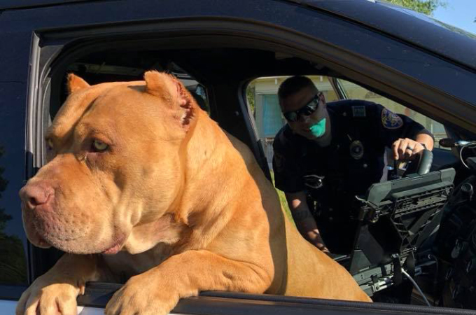 「凶暴な犬がいる！」通報を受け駆けつけた警察官が出くわした大きな犬。恐る恐る近づいて見ると・・。