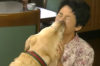 11年もの間、盲導犬として活動してきた犬。引退して元の飼い主の元へと帰る姿に涙a