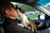 【動画】車で移動中、行き先がドッグパークだとわかった瞬間、感情が爆発する犬