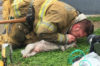 住宅火災によって心臓と呼吸が止まってしまった犬に心肺蘇生法を施し命を救った消防士