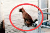 川でボートから落ち飼い主が迎えに来ることを信じて4ヶ月待ち続けた犬