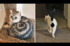 神様のイタズラ！？変わった模様を持つ個性あふれる猫たちを写した画像10選