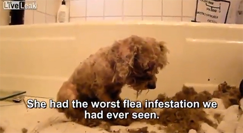 【動画】捨て犬を救助する心暖まる動画です