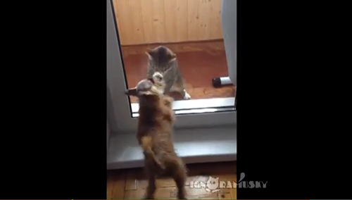 【動画】早すぎる！犬と猫のパンチ対決？！