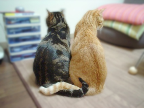 【猫】ネコの恋愛事情