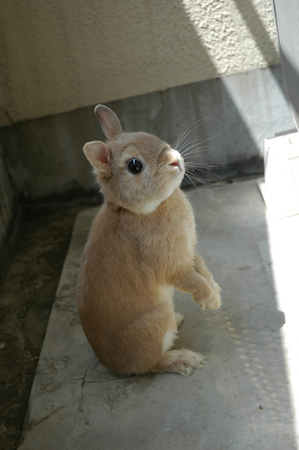 【ウサギ】ウサギの能力徹底追及
