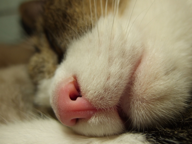 【猫】猫がかかりやすい呼吸器の病気