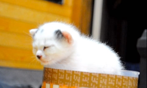 【動画】眠い猫動画集(好評につき猫バージョン♪)