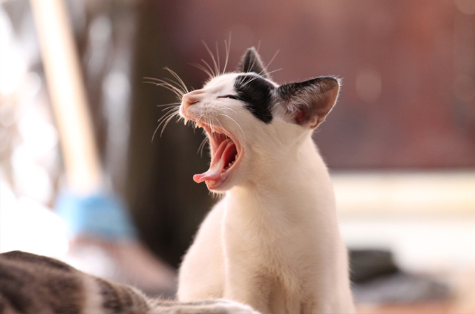 危険信号！猫の口呼吸が危険な理由と注意しなければいけないしぐさ