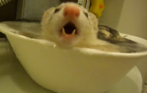 【動画】フェレットはお風呂好き？嫌い？