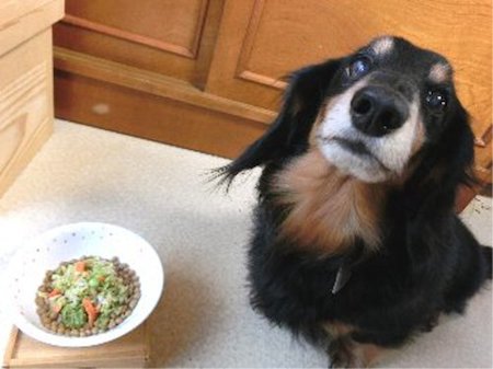 高齢犬の食事バランス