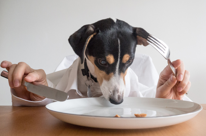 犬のドライフードの食べ過ぎが危険な理由