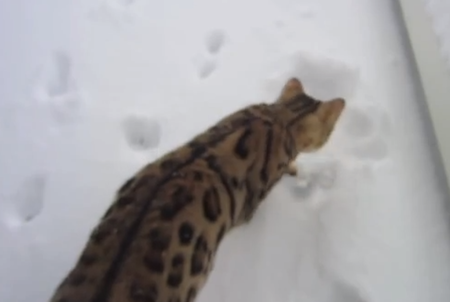 【猫動画】初めての雪☆