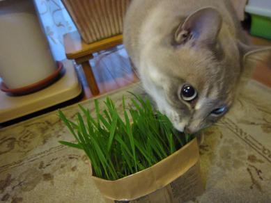 【猫】グルーミングが苦手な猫には”猫草”