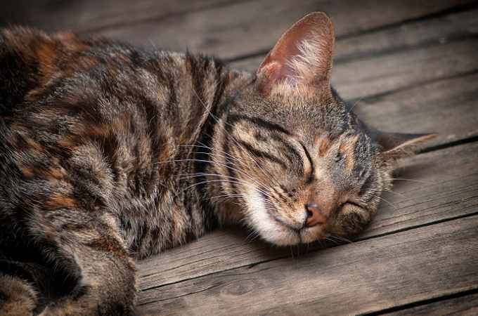 猫が寝る場所でストレス度が分かる？寝床をコロコロ変える猫の心理