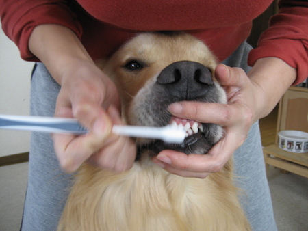 上手にできる犬の歯磨きのコツ