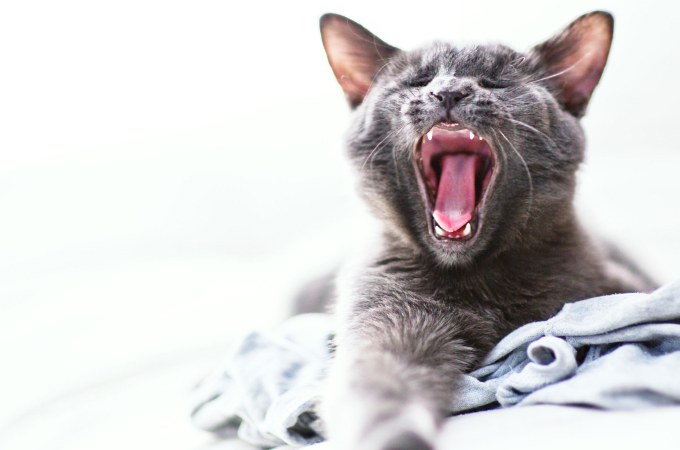 猫が自分の体を毛づくろいしたり舐めたりする理由と解説