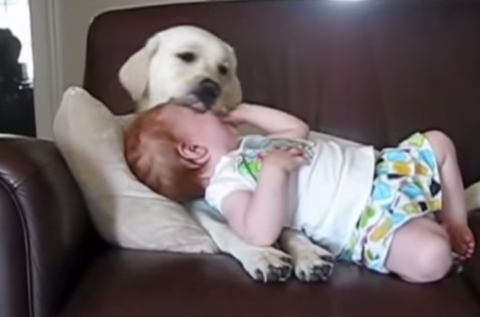 犬と人間はやっぱり仲良し！かわいい犬が赤ちゃんの子守りをするまとめ動画