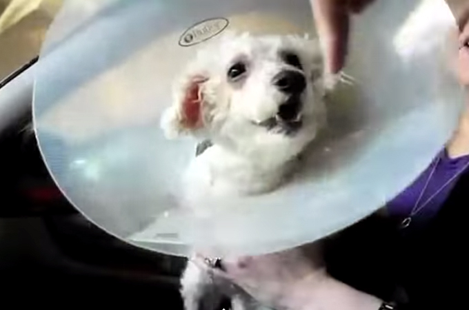 一匹でも多くの犬を救いたい！盲目犬に起きた奇跡の感動ストーリー動画