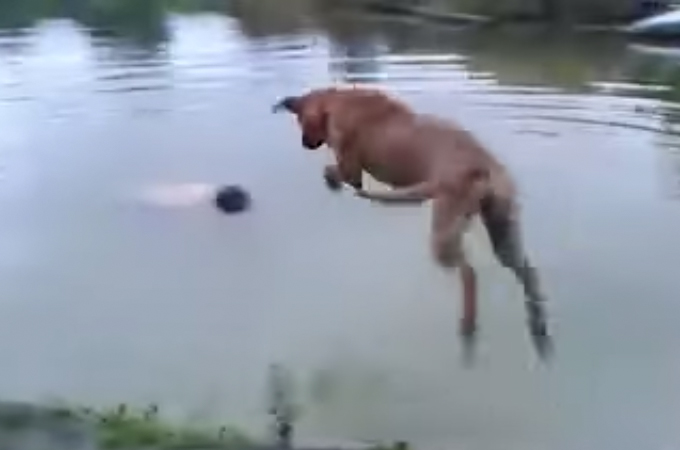 湖で溺れている飼い主さんを無事救助した犬！ためらうことなく飛び込む勇敢な姿に感動