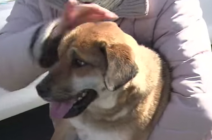 まもなく東日本大震災から4年。3週間の漂流の後、愛犬と飼い主さんの奇跡の再会に笑顔する