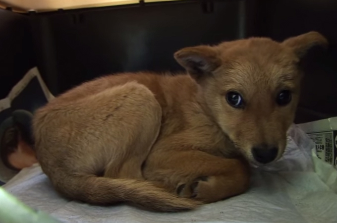 処分寸前で保護され災害救助犬となったある1匹の犬の感動の物語！夢之丞の物語
