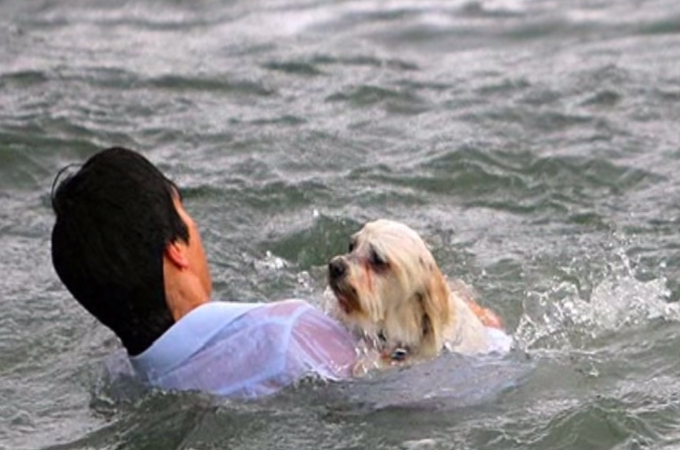 海へと転落してしまった犬を救うために飛び込んだ通りすがりのヒーローのお話
