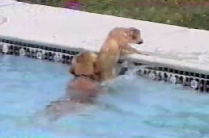プールで溺れかけた子犬！躊躇することなく助けに飛び込んだ母犬の愛に感動
