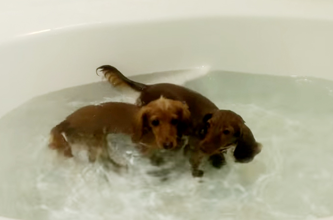 ダッシュ・ハイジャンプ・ダイビング！お風呂好きな犬が見せる驚異の身体能力