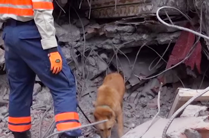 殺処分寸前で保護され災害救助犬となった「夢之丞」、再び命を救うべくネパールへ