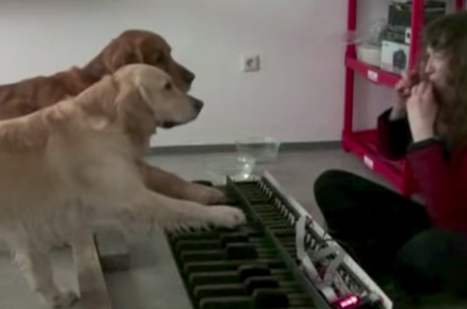 こんな賢い犬見たことがない！ピアノの連弾を披露するゴールデンレトリバーにビックリ