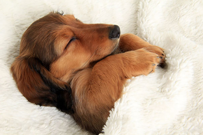 あと5分寝かせて…ベッドを完全に占領して眠る犬たちの可愛い寝顔 | Petfun | 動物やペットに関する情報サイト