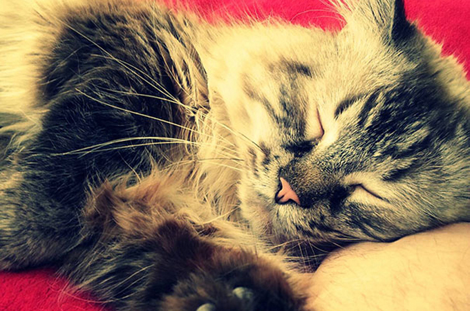 里親の見つかりにくいシニア猫が第二の人生を幸せに過ごす素敵な表情