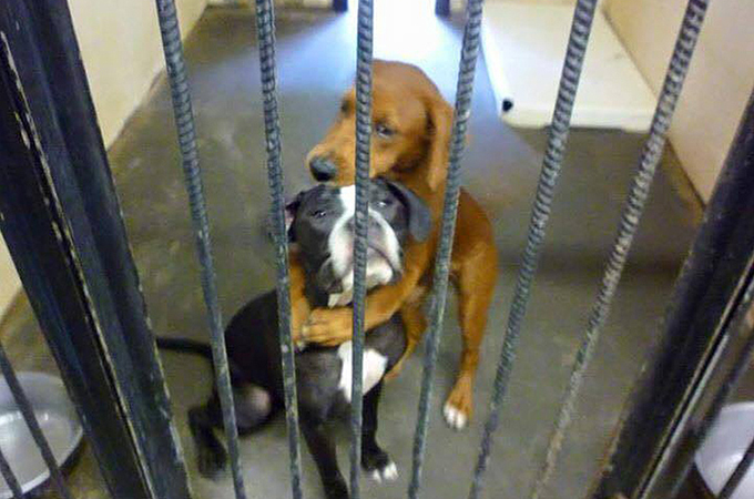 安楽死直前に救出された2匹の犬。お互いを守り合う絆に心うたれる