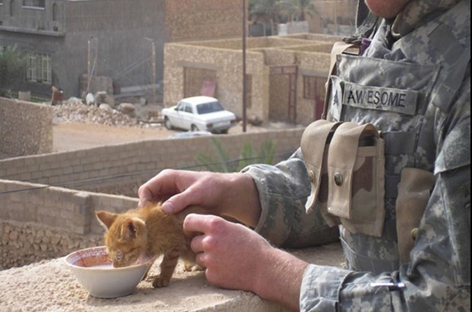 平和な世界へ！猫と触れ合う兵士たち。優しさの瞬間がそこにはある