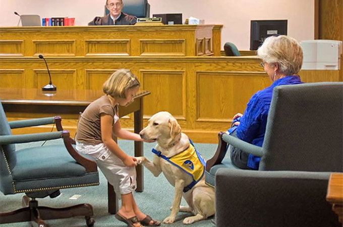 裁判所で被害者の心のサポートをするために働く犬たち