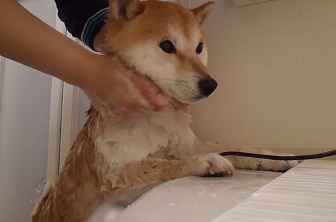 シャワー中とシャワー後で人が変わる犬が可愛すぎる話題の動画