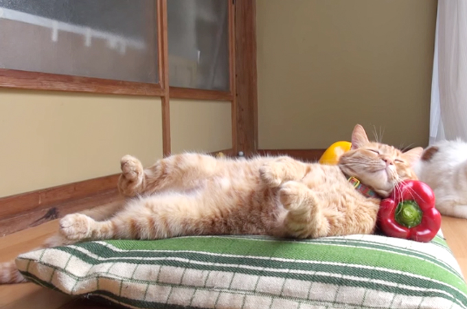枕が変わると寝れない！気持ちよさそうに眠る猫の愛用枕はパプリカです